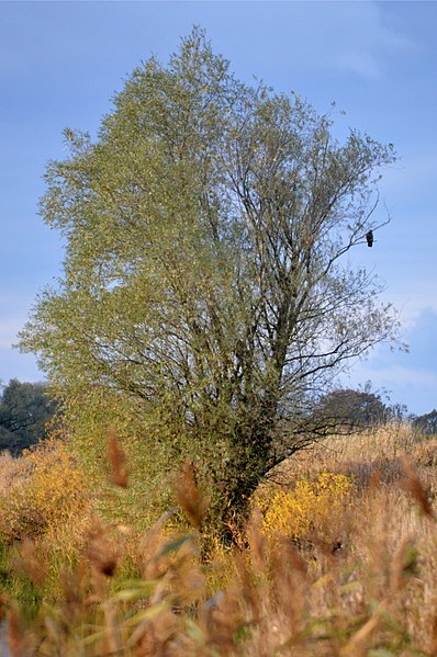 File:BR Flusslandschaft Elbe - C-14 - Zwischen Privelack und Darchau, 11-2016 (51).jpg