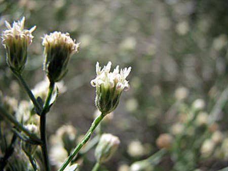 Baccharis-brachyphylla.jpg