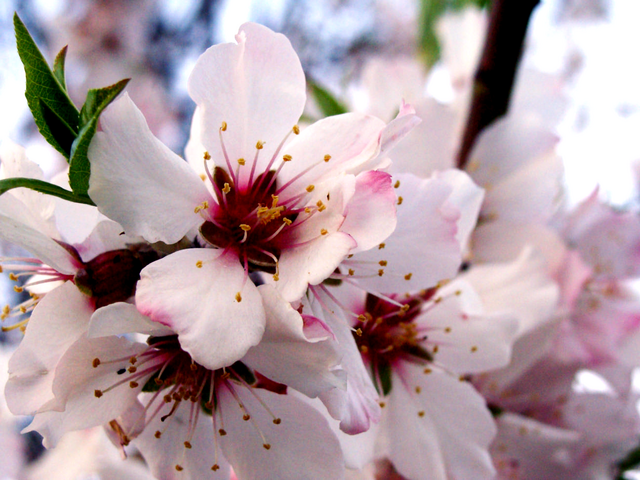 cherry blossom - Wiktionary, the free dictionary