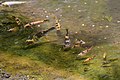 Poissons, probablement des carpes koï, dans le jardin de Balata en Martinique.