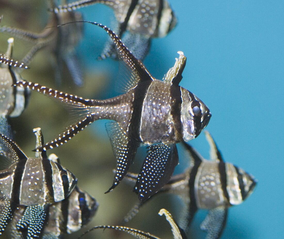 Capungan banggai