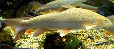 Barbel.jpg