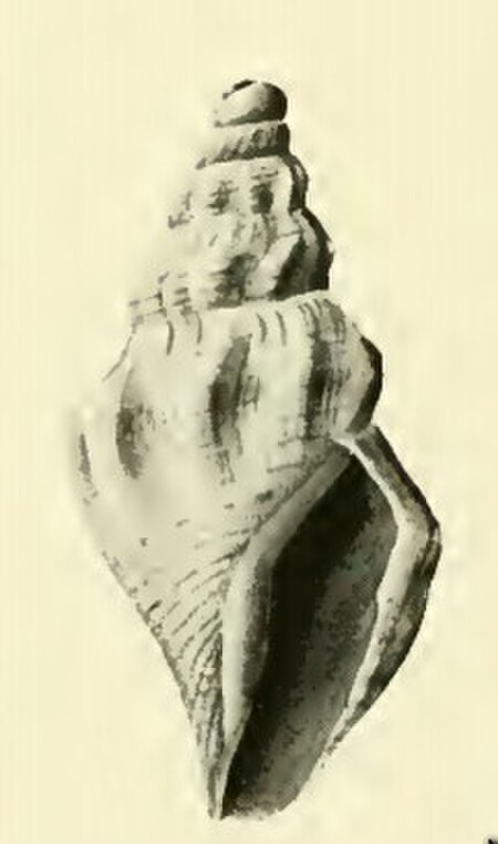 Bathytoma lacertosus