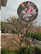 Bauhinia variegata