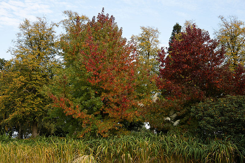 File:Beale Arboretum lakeside trees - West Lodge Park - Hadley Wood Enfield London.jpg