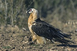 Bearded Vulture - Catalan Pyrenees - Spain (25098398432).jpg