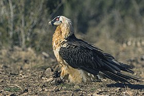 Bearded Vulture - Catalan Pyrenees - Spain (25098398432).jpg