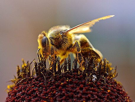 Mehiläinen on laskeutunut kukkaan imemään mettä. Sen vartaloon on tarttunut siitepölyä, joka kulkeutuu sen mukana seuraavaan kukkaan. Näin kukka pölyttää itsensä hyönteistä apuna käyttäen.