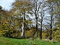 Beech trees in St. Columb's Park - geograph.org.uk - 611872.jpg