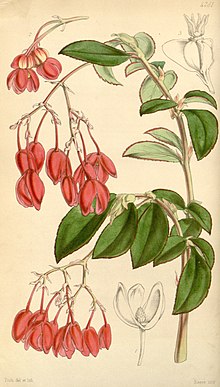 Begonia fuchsioides - Wikipedia