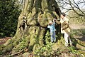 Faia-europeia (Fagus sylvatica) em Beloeil, na Valônia