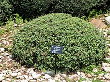 Berberis wilsoniae - Kunming Botanical Garden - DSC03046.JPG
