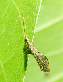 Typical posture in life Berothidae Bandipur.jpg