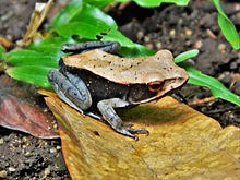 Bicolored frog (Clinotarsus curtipes) is endemic to the Western Ghats of India. Bicolored Frog ( Clinotarsus curtipes ).jpg