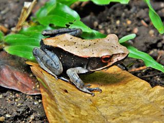 Bicolored frog Species of amphibian