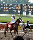 Un poulain de trois ans sur un hippodrome