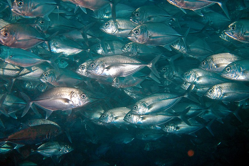 Fish warm. Каранкс. Тревалли рыба большеглазый. Вомер, ставрида океаническая, каранкс. Fish in the City.