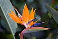 Bird of Paradise (2367720567).jpg