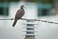 Bird on a Wire - Flickr - PaulBalfe.jpg
