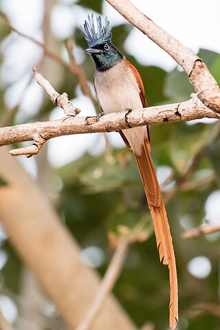 <span class="mw-page-title-main">Indian paradise flycatcher</span> Species of bird