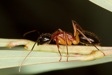 Qora boshli Shakar chumoli (Camponotus nigriceps) worker.png