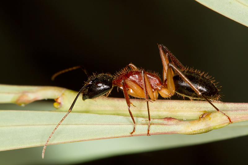 File:Black-headed Sugar Ant (Camponotus nigriceps) worker.png