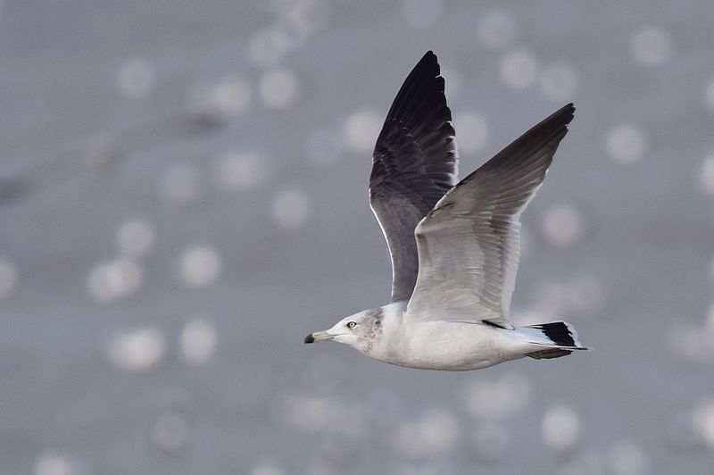 File:Black-tailed Gull (23698697404).jpg