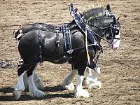 Sort Clydesdales.jpg