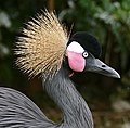 Black Crowned Crane (Balearica pavonina) captive (32172262143) .jpg