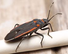 Schwarzer und roter Samenwanze Melacoryphus lateralis Kern County 2016-06-01.jpg