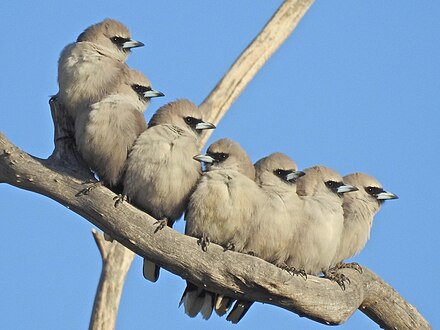 Четыре птицы. Сумеречный артам птица. Woodswallows (Artamidae). Ashy Woodswallow. Семейство стоячих.