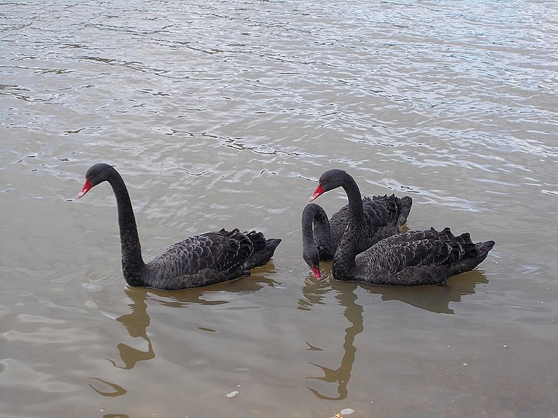File:Black swans on the River Medina, Isle of Wight, England.jpg