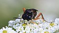 ... Macrophya diversipes