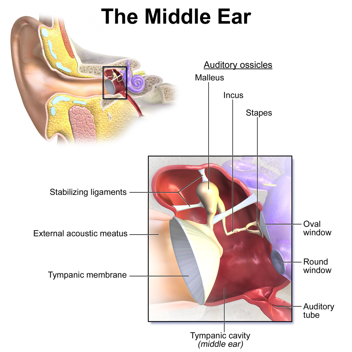 Stapes: Anatomy, structure and function