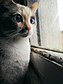 Blue eyes cat.jpg