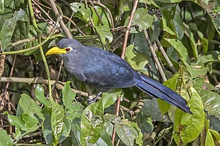 <span class="mw-page-title-main">Blue malkoha</span> Species of bird