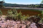 Thumbnail for Boggs Lake Ecological Reserve