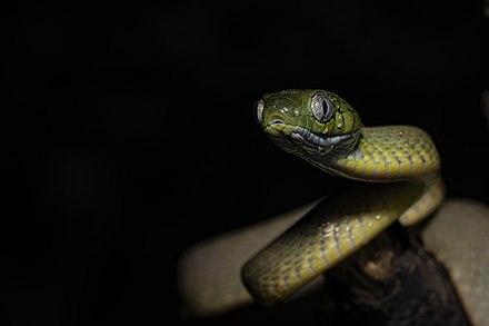 Зеленая бойга. Boiga cyanea. Зеленая бойга змея. Мангровая бойга.