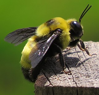 <i>Bombus auricomus</i> Species of bee