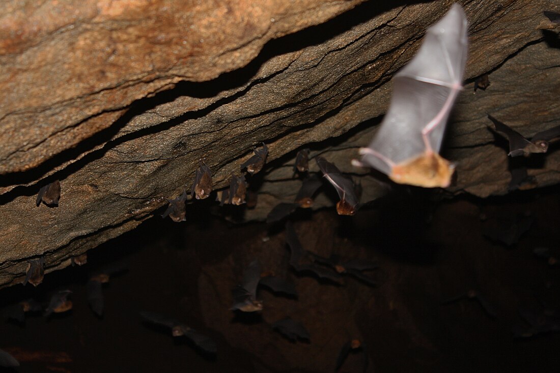 Bornean horseshoe bat