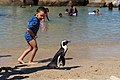 Swimmers and a penguin at the beach.