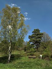 Naturdenkmal am Steinbornskopf