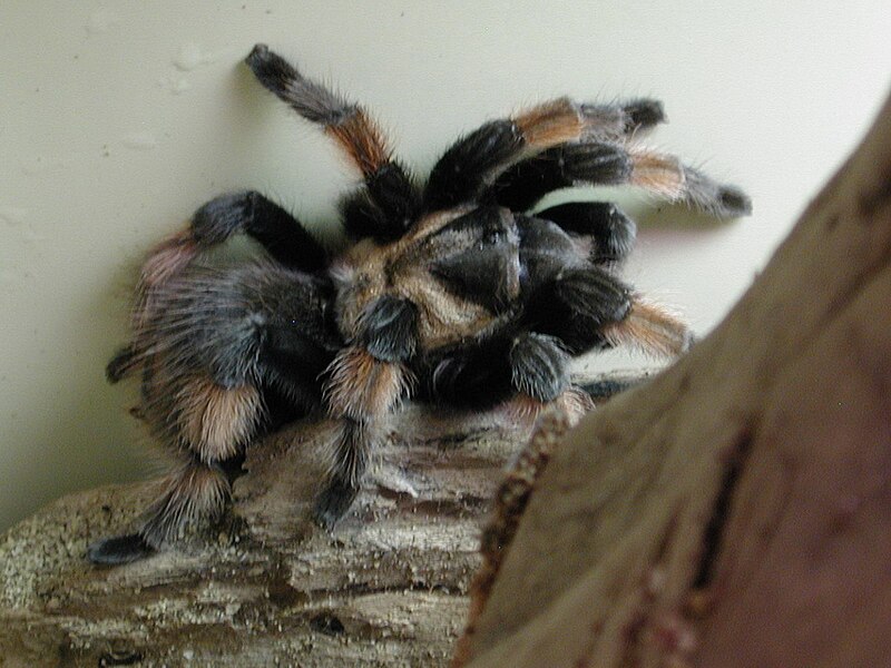 File:Brachypelma Emilia.jpg