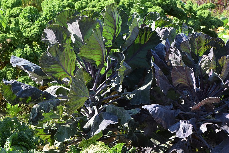 File:Brassica oleracea var. gemmifera 'Red' kz01.jpg