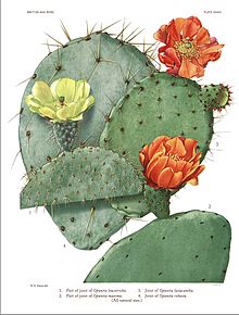 Watercolor of several Opuntia cactus species by Mary Emily Eaton for Britton and Rose's The Cactaceae, 1919 (vol. 1, plate XXXIV). Britton Rose Cactaceae v1-plate34.jpg