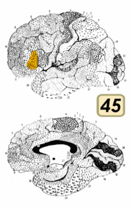 Brodmann Cytoarchitectonique 45.png