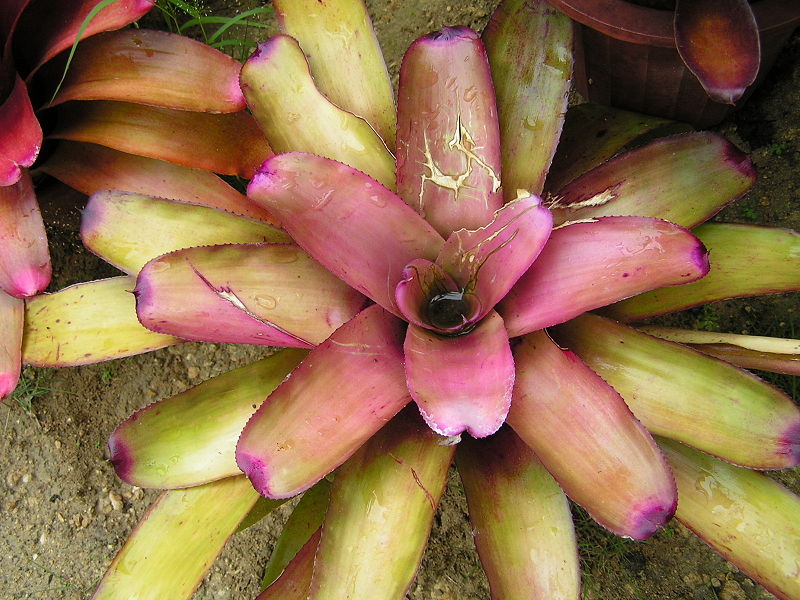 File:Bromeliad1.jpg