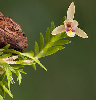 <i>Bromheadia</i> Genus of orchids