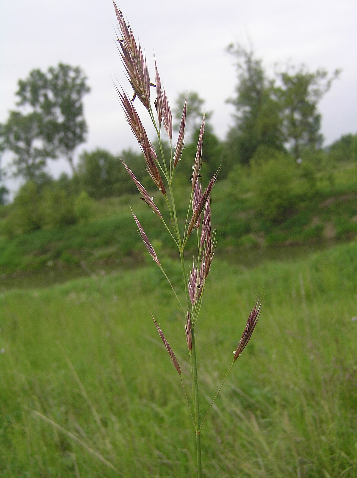 Bildergebnis für bromus erectus