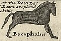 Bucephalus